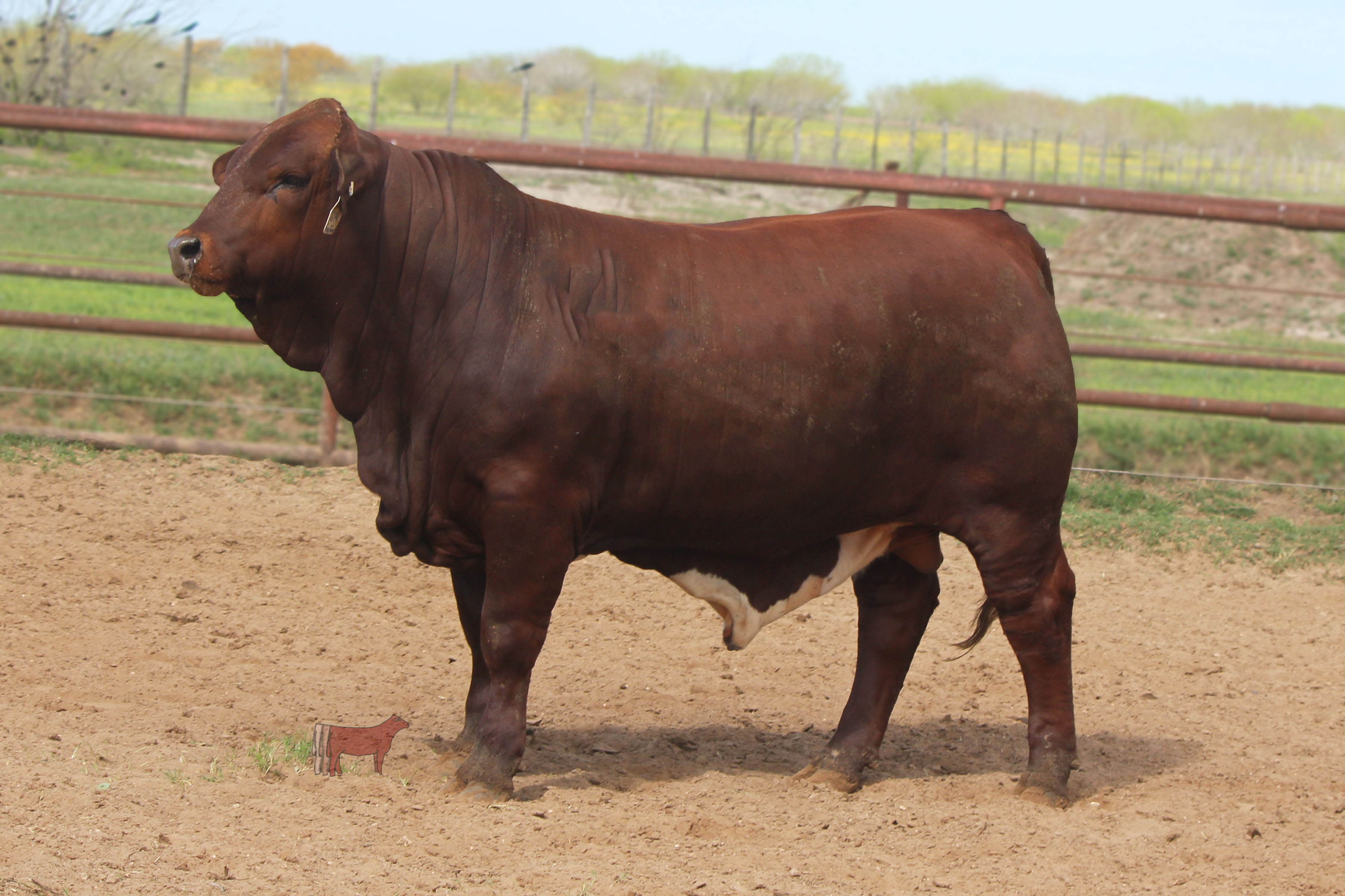 lot-18-beefmaster-pf-rio-674-cattle-in-motion-cattle-auctions